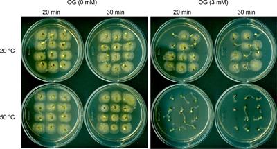 High-efficiency fungal pathogen intervention for seed protection: new utility of long-chain alkyl gallates as heat-sensitizing agents